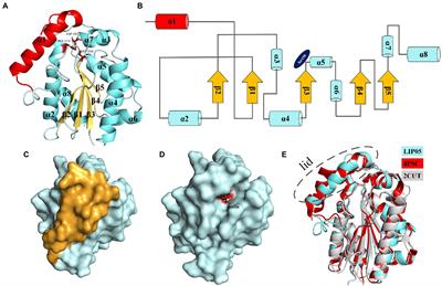 Molecular mechanism of LIP05 derived from Monascus purpureus YJX-8 for synthesizing fatty acid ethyl esters under aqueous phase